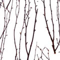 Organics-birch